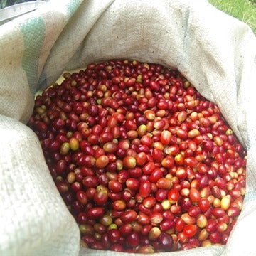 Organic Sumatra